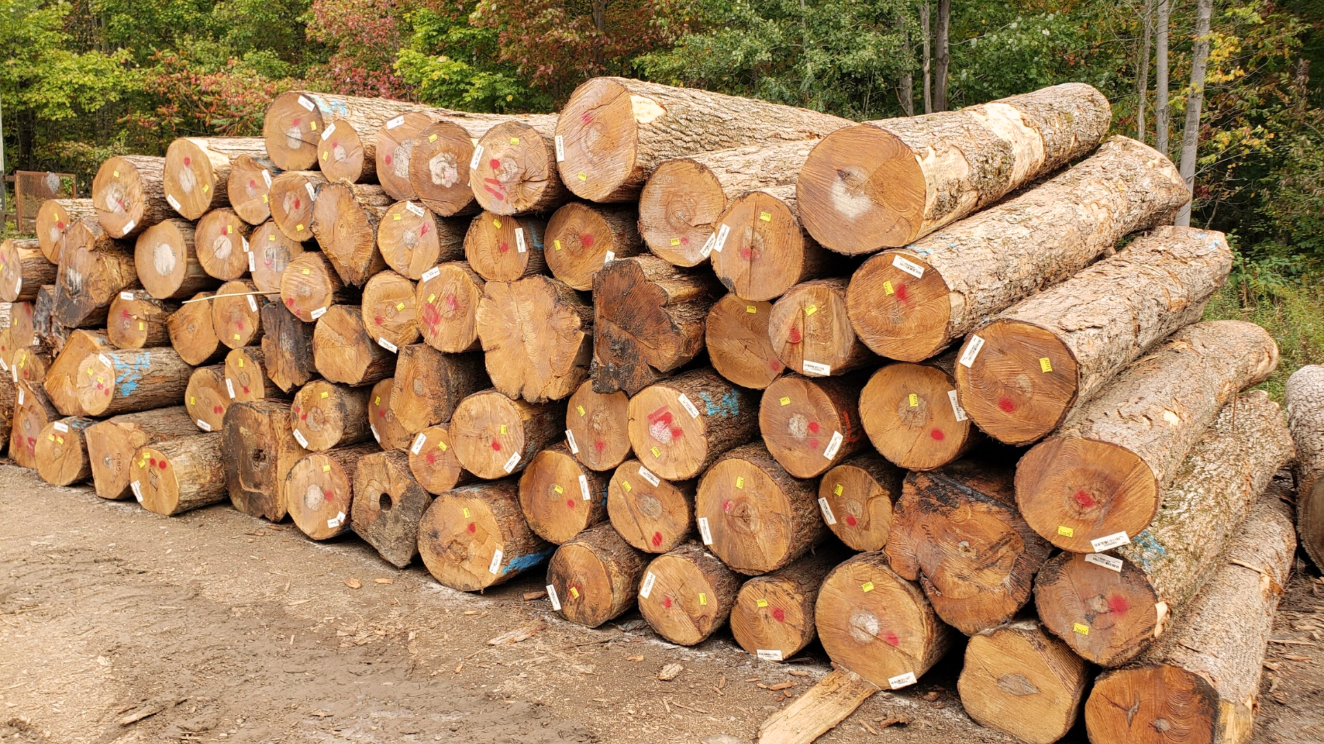 Understanding Maple Wood Appearance and Core Details